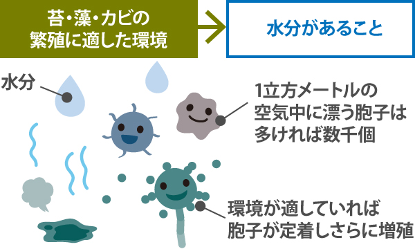 水分がある→苔・藻・カビの 繁殖に適した環境