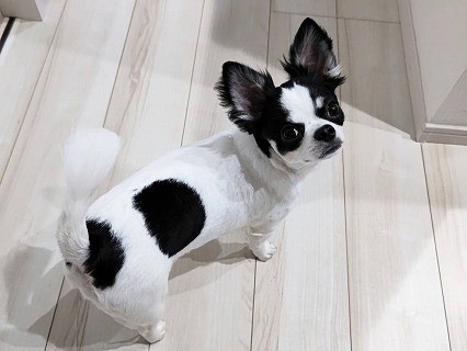 屋根葺き直し工事を行ったお客様よりお言葉をいただきました♪