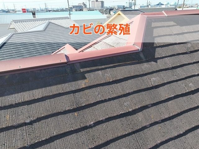 カビの繁殖