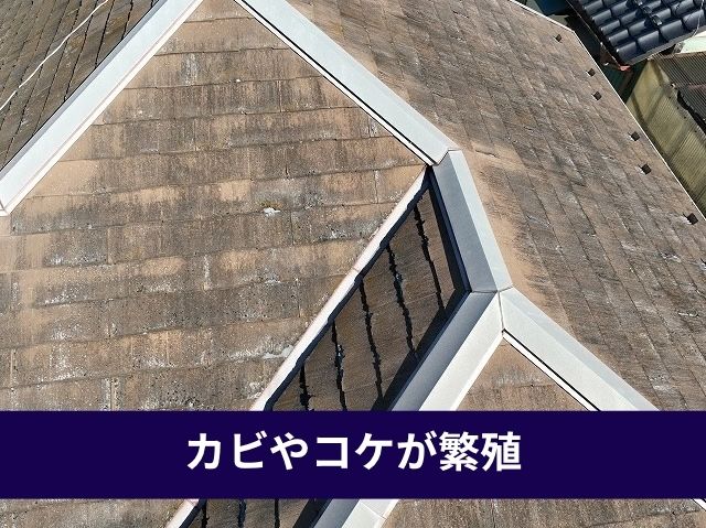 カビやコケが繁殖