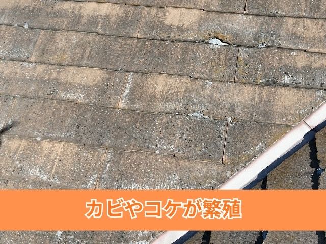 カビやコケが繁殖