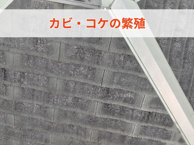 カビ・コケの繁殖