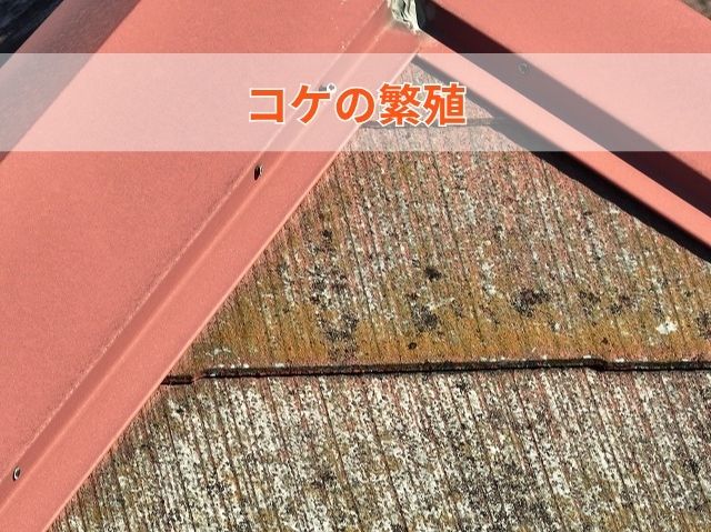 コケの繁殖