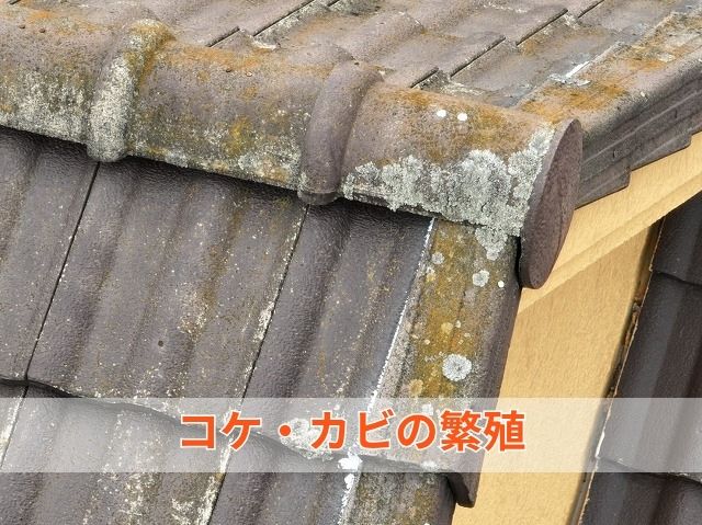 コケ・カビの繁殖