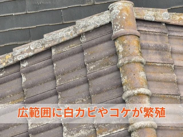 コケ・カビの繁殖