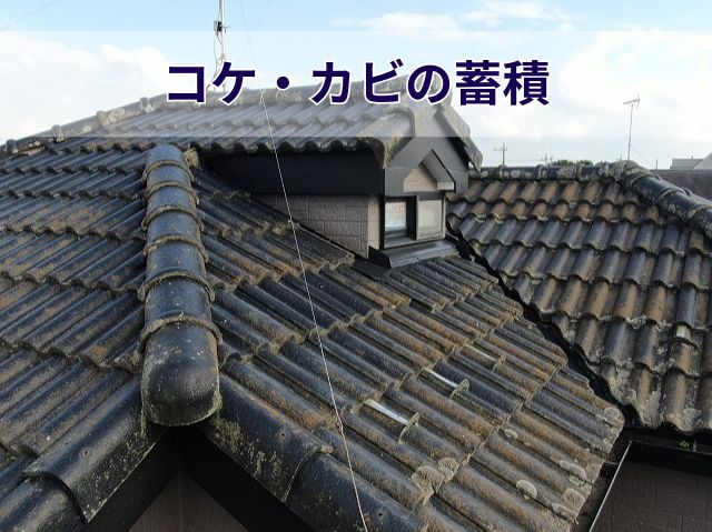 コケとカビの広範な蓄積