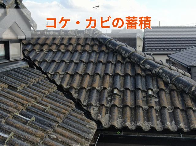 コケ・カビの蓄積 (4)