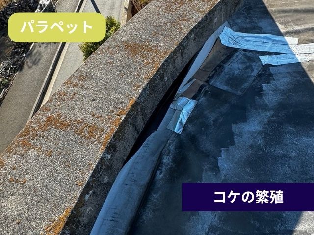 パラペットコケ
