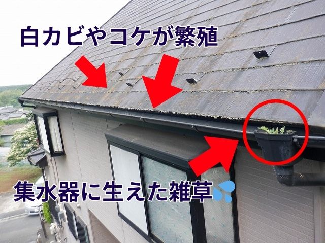 白カビやコケが繁殖