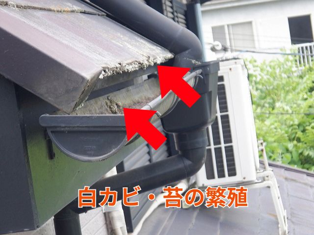 白カビ・苔の繁殖