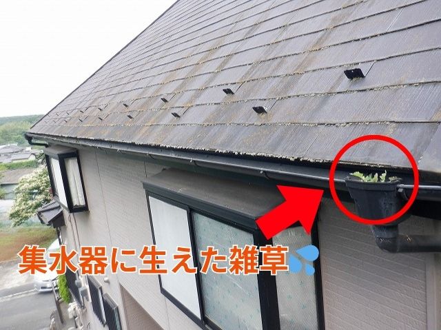 集水器に生えた雑草