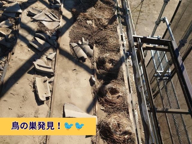 鳥の巣